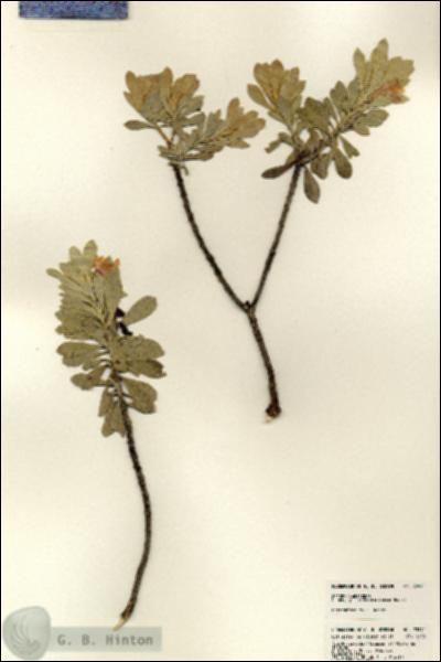 URN_catalog_HBHinton_herbarium_23841.jpg.jpg