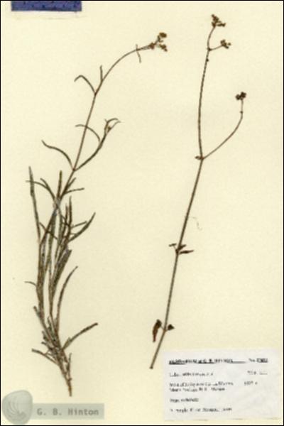 URN_catalog_HBHinton_herbarium_27693.jpg.jpg