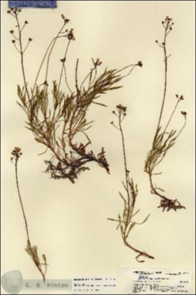 URN_catalog_HBHinton_herbarium_21945.jpg.jpg