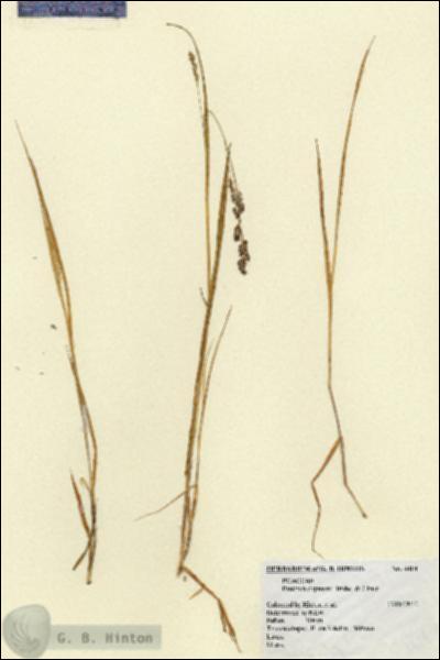 URN_catalog_HBHinton_herbarium_4414.jpg.jpg