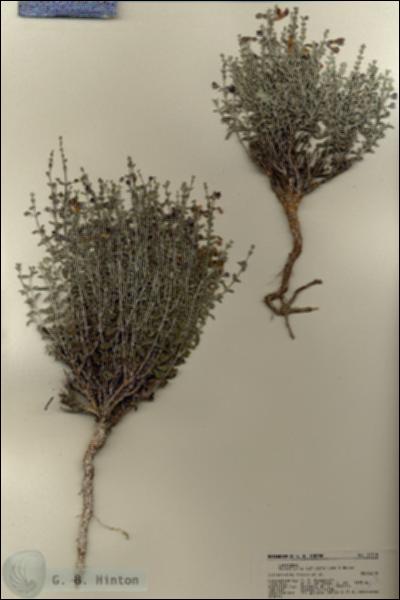 URN_catalog_HBHinton_herbarium_22318.jpg.jpg