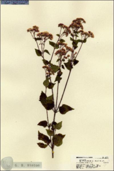 URN_catalog_HBHinton_herbarium_22515.jpg.jpg