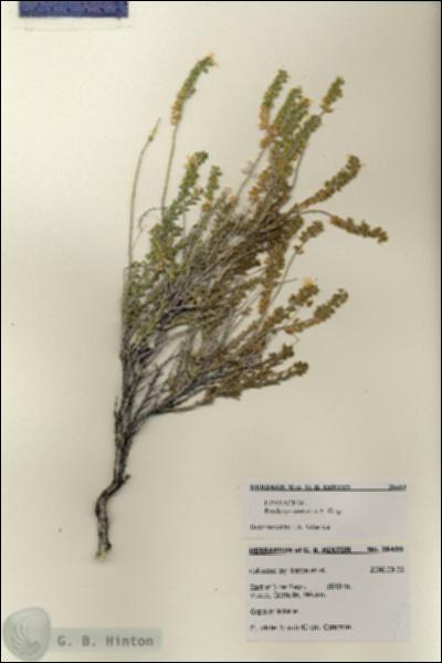 URN_catalog_HBHinton_herbarium_28459.jpg.jpg