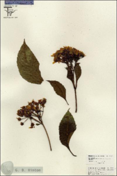 URN_catalog_HBHinton_herbarium_26122.jpg.jpg