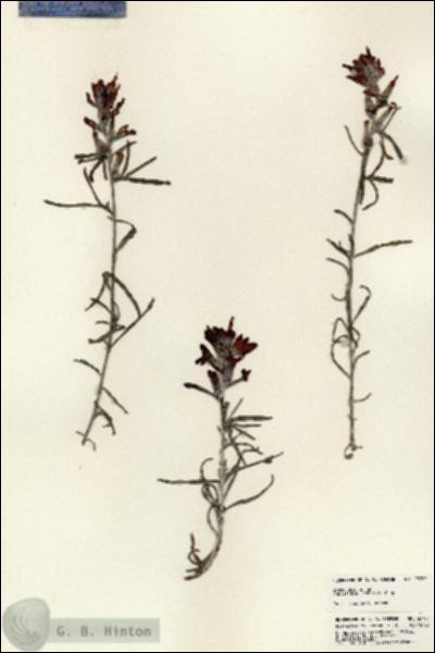 URN_catalog_HBHinton_herbarium_23701.jpg.jpg
