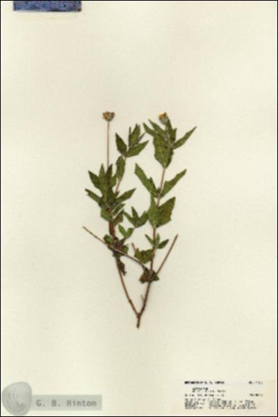 URN_catalog_HBHinton_herbarium_21149.jpg.jpg