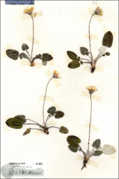 URN_catalog_HBHinton_herbarium_20195.jpg.jpg