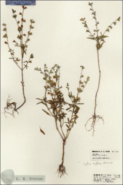 URN_catalog_HBHinton_herbarium_21365.jpg.jpg