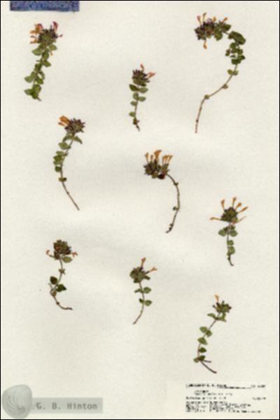 URN_catalog_HBHinton_herbarium_20269.jpg.jpg