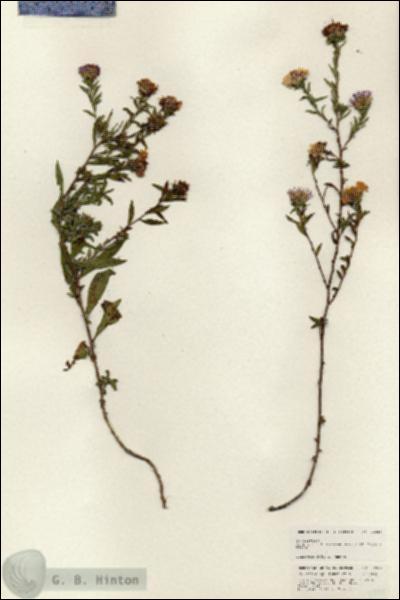 URN_catalog_HBHinton_herbarium_24941.jpg.jpg