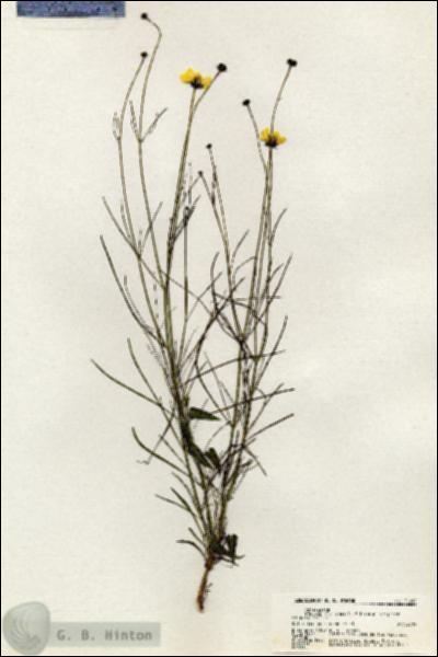 URN_catalog_HBHinton_herbarium_21090.jpg.jpg