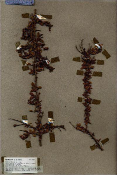URN_catalog_HBHinton_herbarium_19191.jpg.jpg