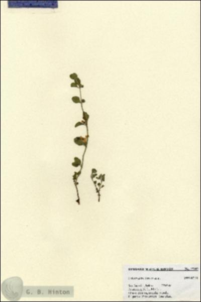URN_catalog_HBHinton_herbarium_27397.jpg.jpg