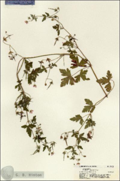 URN_catalog_HBHinton_herbarium_21320.jpg.jpg