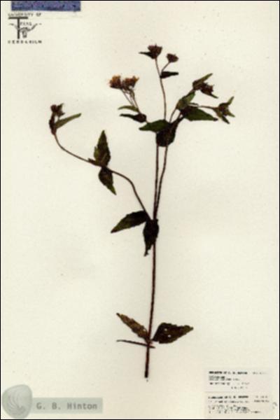 URN_catalog_HBHinton_herbarium_26517.jpg.jpg