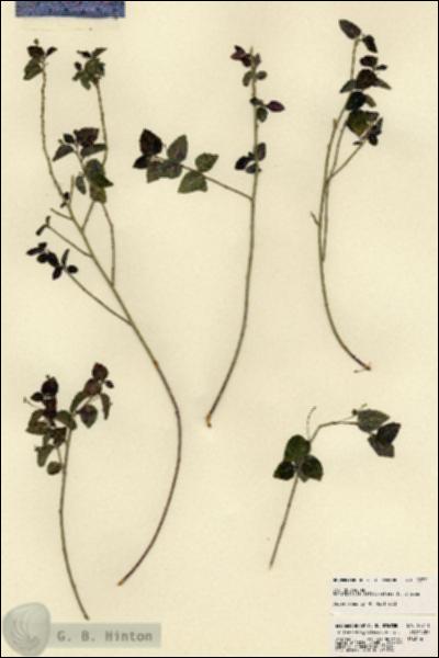 URN_catalog_HBHinton_herbarium_22771.jpg.jpg