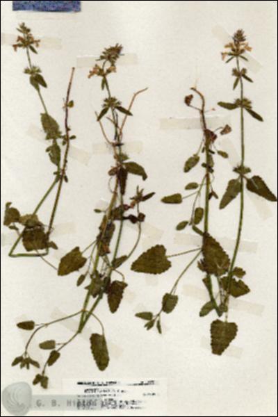 URN_catalog_HBHinton_herbarium_19781.jpg.jpg