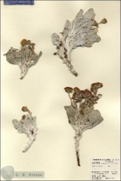 URN_catalog_HBHinton_herbarium_22692.jpg.jpg