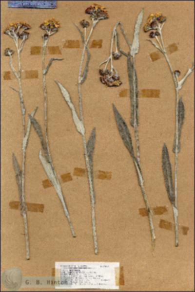 URN_catalog_HBHinton_herbarium_18874.jpg.jpg