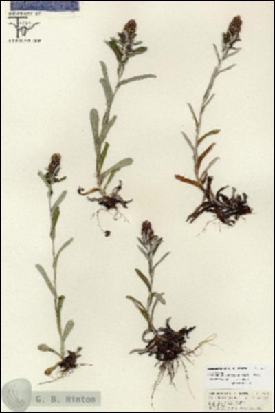 URN_catalog_HBHinton_herbarium_26661.jpg.jpg