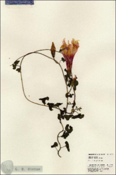 URN_catalog_HBHinton_herbarium_24248.jpg.jpg