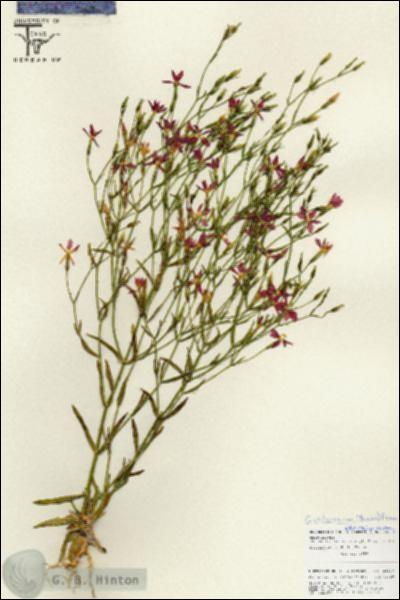 URN_catalog_HBHinton_herbarium_25820.jpg.jpg