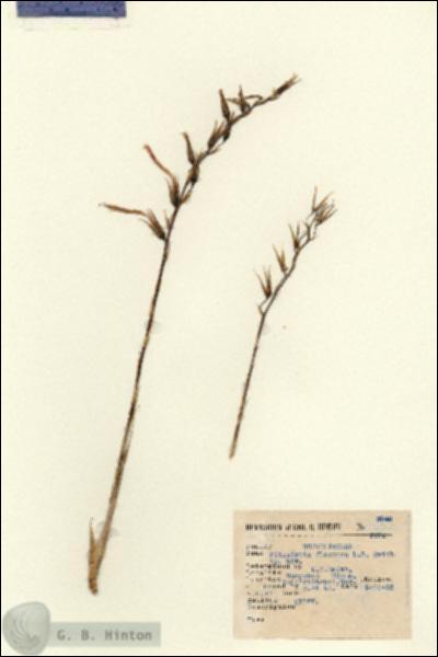 URN_catalog_HBHinton_herbarium_3948.jpg.jpg