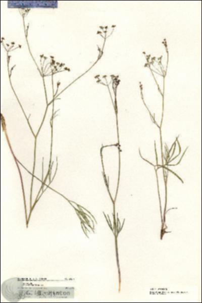 URN_catalog_HBHinton_herbarium_20277.jpg.jpg
