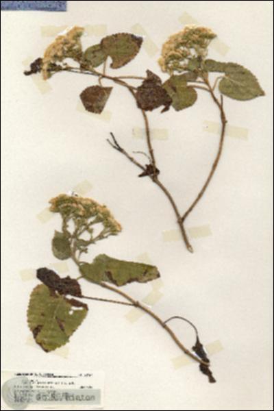 URN_catalog_HBHinton_herbarium_20127.jpg.jpg