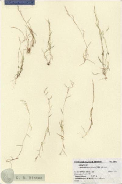 URN_catalog_HBHinton_herbarium_2307.jpg.jpg