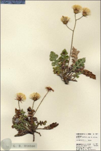 URN_catalog_HBHinton_herbarium_22802.jpg.jpg