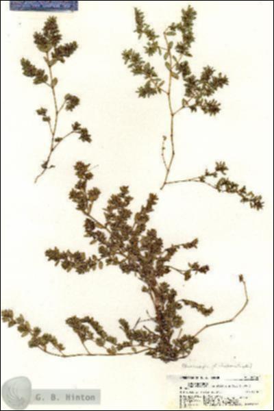URN_catalog_HBHinton_herbarium_20764.jpg.jpg
