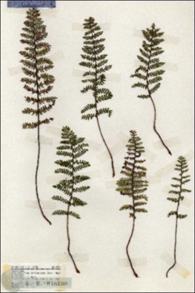 URN_catalog_HBHinton_herbarium_18700.jpg.jpg