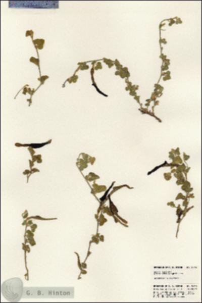 URN_catalog_HBHinton_herbarium_24750.jpg.jpg