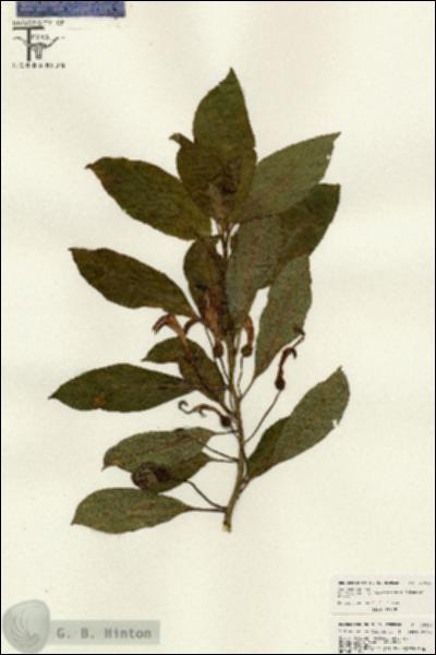 URN_catalog_HBHinton_herbarium_26600.jpg.jpg
