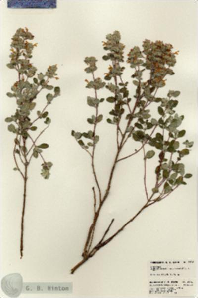URN_catalog_HBHinton_herbarium_21162.jpg.jpg