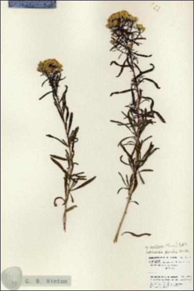 URN_catalog_HBHinton_herbarium_25919.jpg.jpg