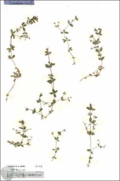 URN_catalog_HBHinton_herbarium_19710.jpg.jpg