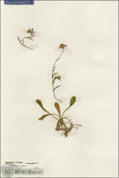URN_catalog_HBHinton_herbarium_19695.jpg.jpg