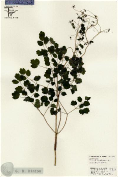 URN_catalog_HBHinton_herbarium_25444.jpg.jpg