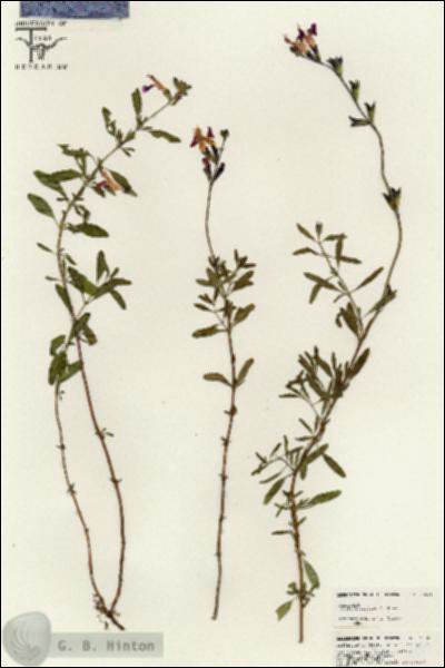 URN_catalog_HBHinton_herbarium_25561.jpg.jpg