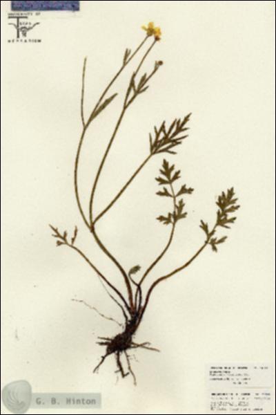 URN_catalog_HBHinton_herbarium_26185.jpg.jpg