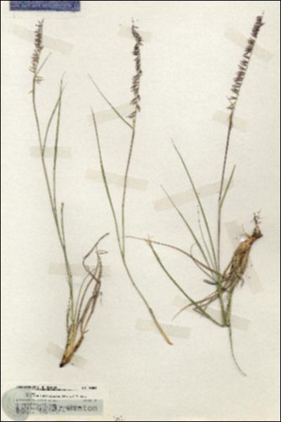 URN_catalog_HBHinton_herbarium_19681.jpg.jpg