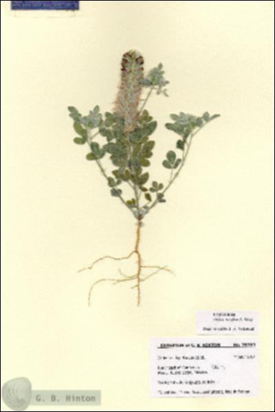 URN_catalog_HBHinton_herbarium_28783.jpg.jpg