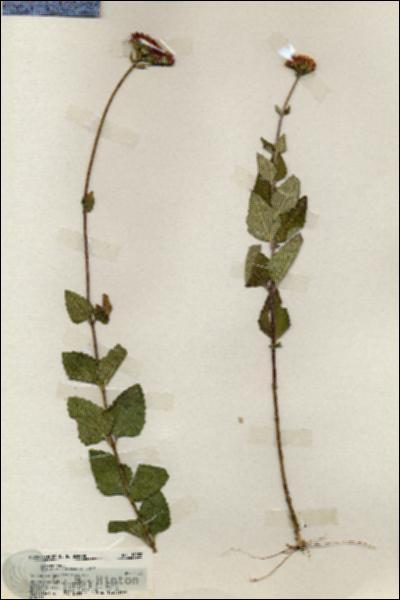 URN_catalog_HBHinton_herbarium_19988.jpg.jpg