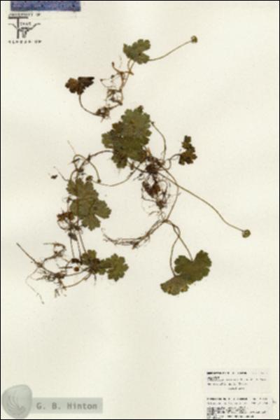 URN_catalog_HBHinton_herbarium_26428.jpg.jpg