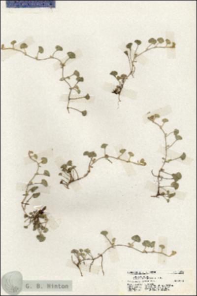 URN_catalog_HBHinton_herbarium_19696.jpg.jpg