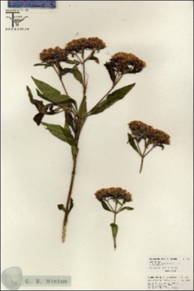 URN_catalog_HBHinton_herbarium_26618.jpg.jpg
