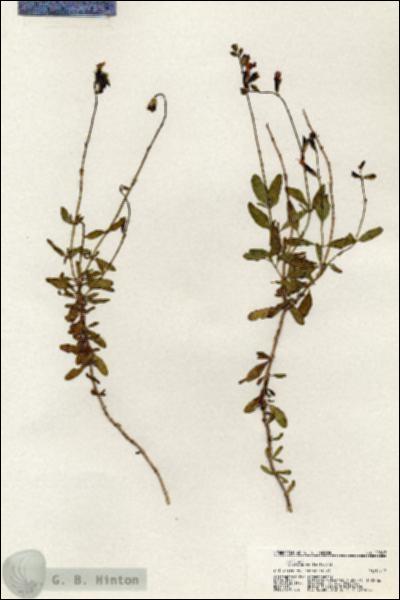 URN_catalog_HBHinton_herbarium_20807.jpg.jpg