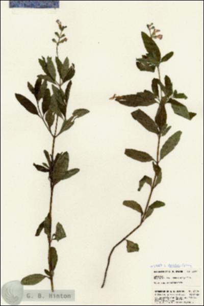 URN_catalog_HBHinton_herbarium_23094.jpg.jpg